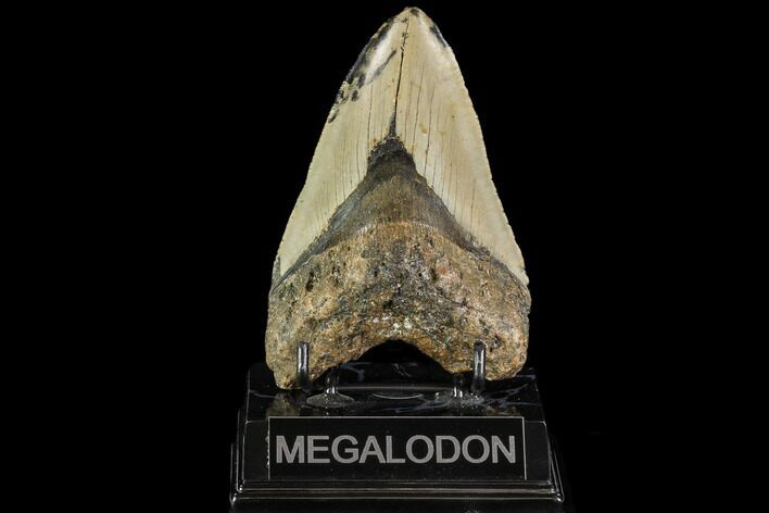Fossil Megalodon Tooth - North Carolina #109739